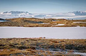 Reindeer Prints: wonderful view of a group of reindeer grazing freely on the frozen Icelandic grasslands