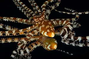 Cephalopod Prints: Wonderpus reflected in mirror on black background, Lembeh Strait, Indonesia