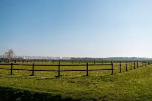 Slow Motion Prints: Wood anemone in early spring on a meadow Netherlands Noordoostpolder
