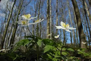 Derbyshire Prints: Wood anemones (anemone nemorosa) flower on the floor of an ancient Derbyshire woodland on a sunny spring day
