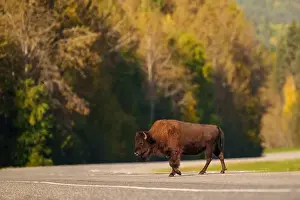 American Wildlife Prints: Wood Bison Crossing a Rural Road in an Autumn Landscape