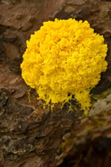 Worth Prints: Wood cauliflower Fungus Sparassis crispa Sparassidaceae