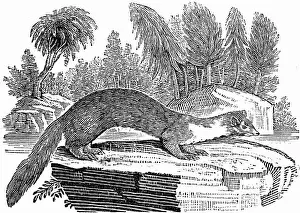 Wood Engraving Prints: Wood cut engraved illustration, taken from Thomas Bewick A General History of Quadrupeds