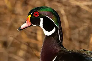 Carolina Prints: Wood duck (Aix sponsa), George C Reifel Migratory Bird Sanctuary, British Columbia, Canada