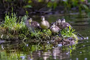 Wood Duck Prints: wood duck or Carolina duck (Aix sponsa) with babies