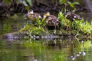 Wood Duck Prints: wood duck or Carolina duck (Aix sponsa) with babies