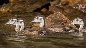 Ponds Prints: A few wood duck ducklins swimming along the shore