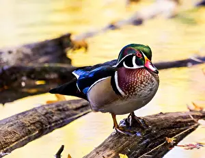 Drake Prints: Wood duck male or Carolina duck is a species of perching duck found in North America