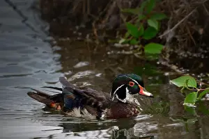Wood Duck Prints: Wood Duck Swimming in Pond - Aix sponsa