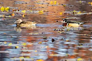 Wood ducks in autumn