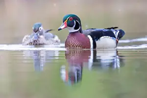 Crested Prints: Wood ducks in snowy spring day