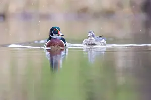 Crested Prints: Wood ducks in snowy spring day