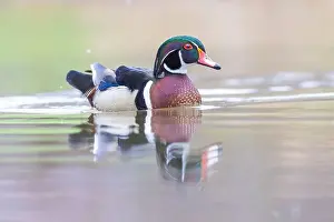 Drake Prints: Wood ducks in snowy spring day