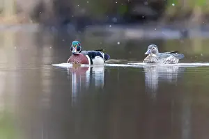 Drake Prints: Wood ducks in snowy spring day