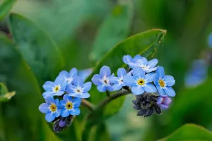 Wood forget-me-not (Myosotis sylvatica) in flower in forest in spring
