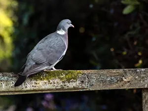 Lonesome Prints: Wood pigeon on gate