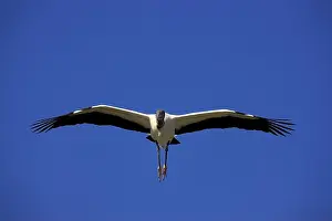 Wood Stork Prints: Wood stork (Mycteria americana), adult, flying, Florida, USA, North America
