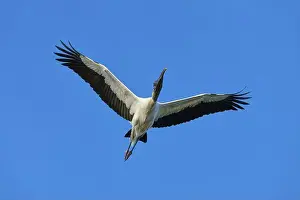 Fine Weather Prints: Wood Stork (Mycteria americana)