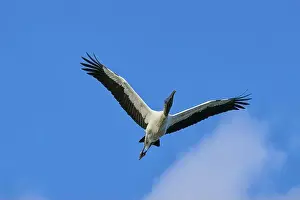 Fine Weather Prints: Wood Stork (Mycteria americana)