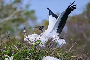 Nests Prints: Wood Stork (Mycteria americana)