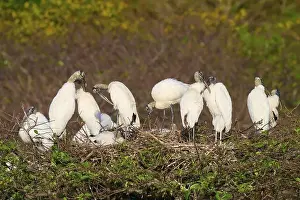 Birds Nest Prints: Wood stork (Mycteria americana)