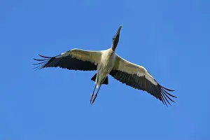 Fine Weather Prints: Wood Stork (Mycteria americana)