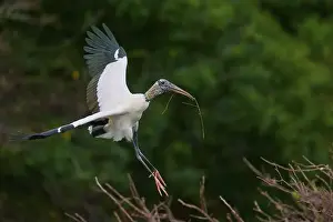 Landscape Photograph Prints: Wood Stork (Mycteria americana)
