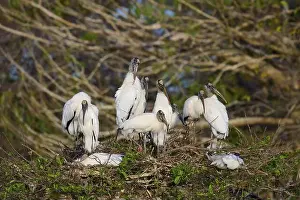 Animal Behaviour Prints: Wood stork (Mycteria americana)