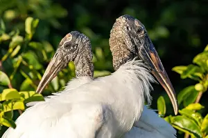 Scaled Prints: Wood stork (Mycteria americana) breeding pair on nest - Wakodahatchee Wetlands