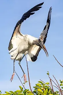 Wood Stork Prints: Wood stork (Mycteria americana) landing - Wakodahatchee Wetlands