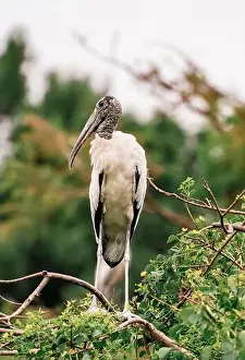 South Carolina Prints: Wood Stork in the wetlands