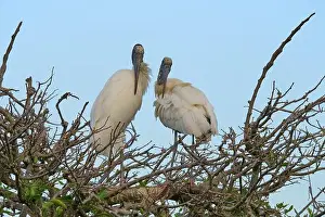 Natural Environments Prints: Two wood storks (Mycteria americana)