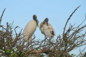 Natural Environments Prints: Two wood storks (Mycteria americana)