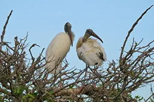 Natural Environments Prints: Two wood storks (Mycteria americana)