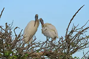 Natural Environments Prints: Two wood storks (Mycteria americana)