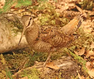 True Prints: Woodcock bird in the middle of the Woods in autumn