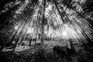 Wooded forest trees backlit by golden sunlight before sunset with sun rays pouring through trees on forest floor illuminating tree branches, nature