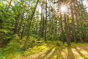Wooded forest trees backlit by golden sunlight before sunset with sun rays pouring through trees on forest floor illuminating tree branches, nature