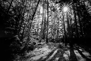 Wooded forest trees backlit by golden sunlight before sunset with sun rays pouring through trees on forest floor illuminating tree branches, nature