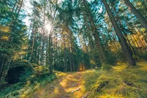 Wooded forest trees backlit by golden sunlight before sunset with sun rays pouring through trees on forest floor illuminating tree branches, nature