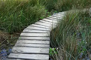 Estonia Prints: Wooden board walk in bog with water plants in modern garden concept