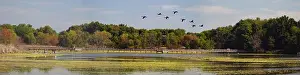 Trail Prints: A wooden boardwalk crosses the impoundment area at John Heinz National Wildlife Refuge in Philadelphia