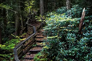 Appalachia Prints: Wooden boardwalk steps stairs hiking trail to Falls of Hills Creek waterfall in Monongahela national forest