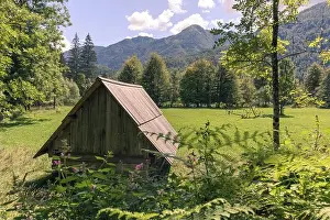Bohinj Prints: Wooden cottage in forest with green grass in a beautiful nature