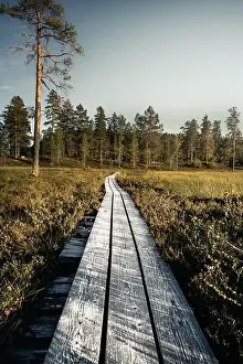 Earth Tones Prints: Wooden path leading through a forest