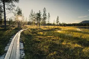 Rural Area Prints: A wooden path meanders through vibrant green grass and tall trees by the lake as the sun sets in Sweden