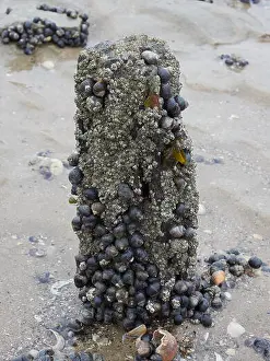 Barnacle Prints: Wooden post on Essex beach covered in Littorina Littorea - common periwinkles and barnacles