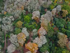 woodland around caerhays castle aerial drone Cornwall England uk