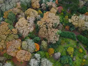 Cornish Prints: woodland around caerhays castle aerial drone Cornwall England uk