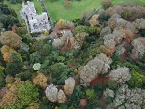 woodland around caerhays castle aerial drone Cornwall England uk